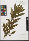 Foto von Salix triandra L.